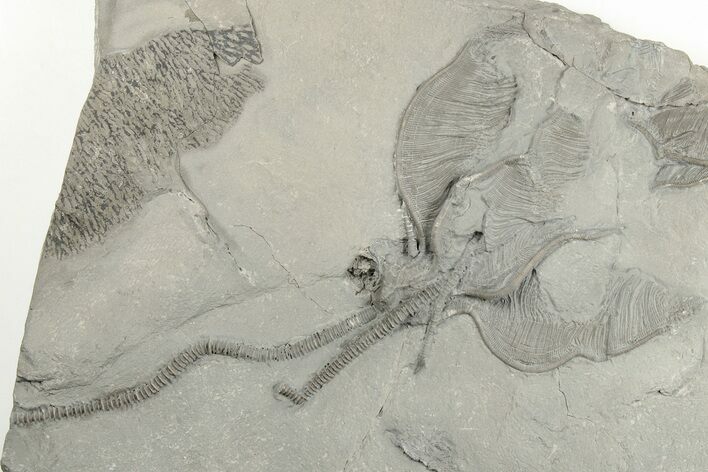Plate Of Crinoids (Dimerocrinus) & Graptolites - New York #203137
